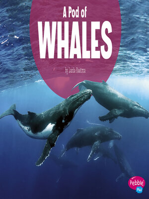 cover image of A Pod of Whales